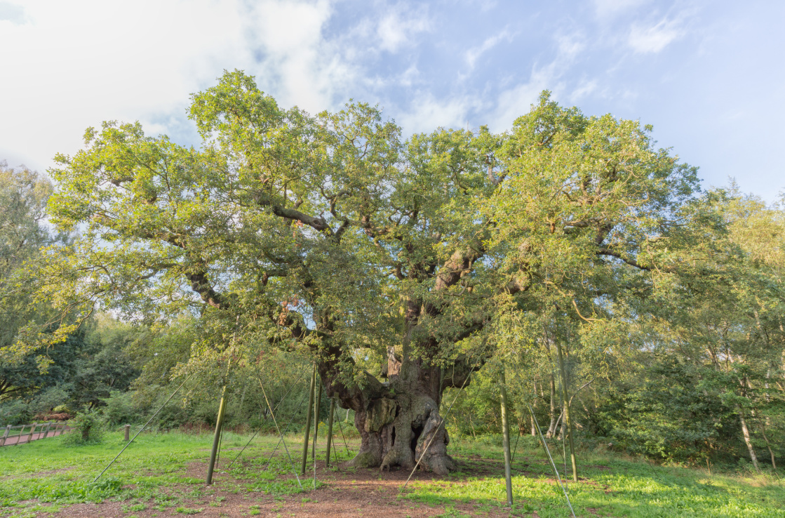 sherwood forest